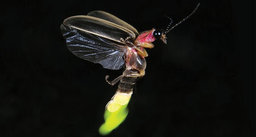 Firefly Sex Interrupted by Artificial Light Pollution