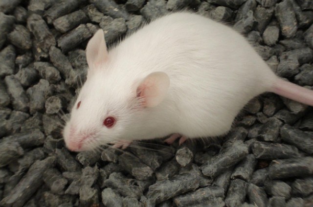 Poo transplants can eliminate two superbugs from the gut: mice study