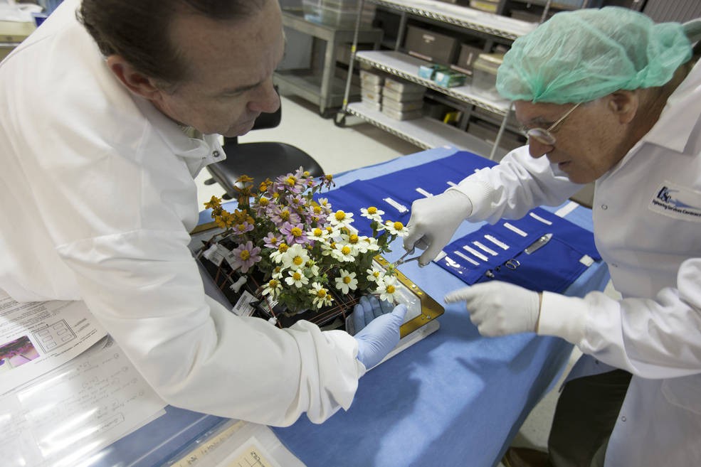 How Growing Zinnia Flowers on the Space Station Relates to Deep-Space Food Production