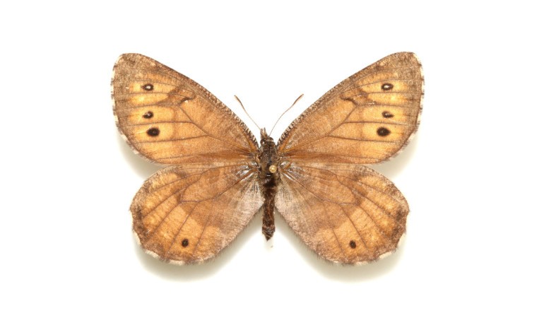 Surprising Discovery of an Ancient Butterfly Species in Alaska