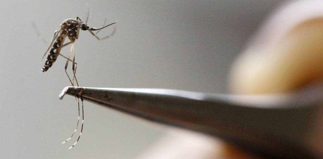 To fight Zika, let’s genetically modify mosquitoes – the old-fashioned way