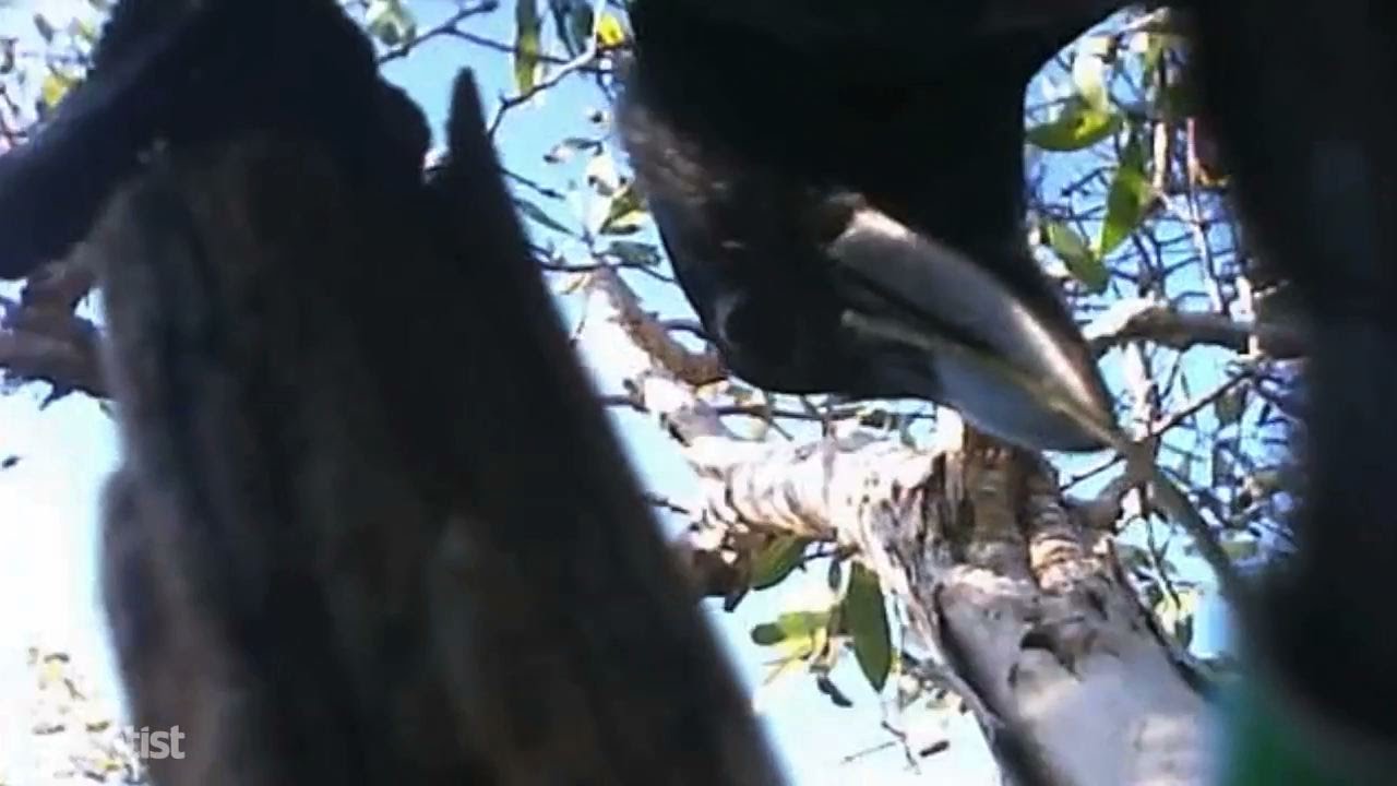 GoCrow: Unprecedented Footage Recorded via ‘Crow Cams’ [Video]