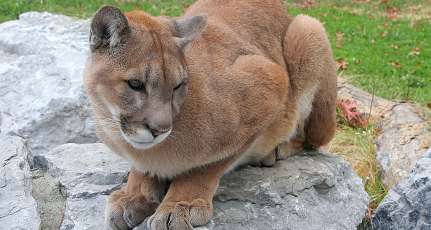 Cougars Could Be A Benefit to Humans?