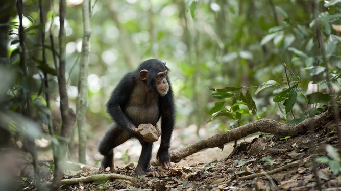 Mysterious chimpanzee behaviour may be evidence of ‘sacred’ rituals [Video]