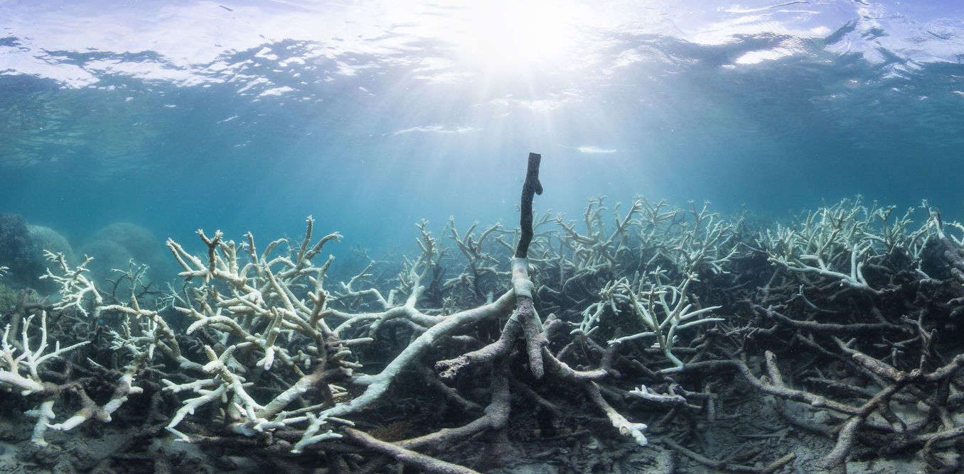 Great Barrier Reef bleaching would be almost impossible without climate change