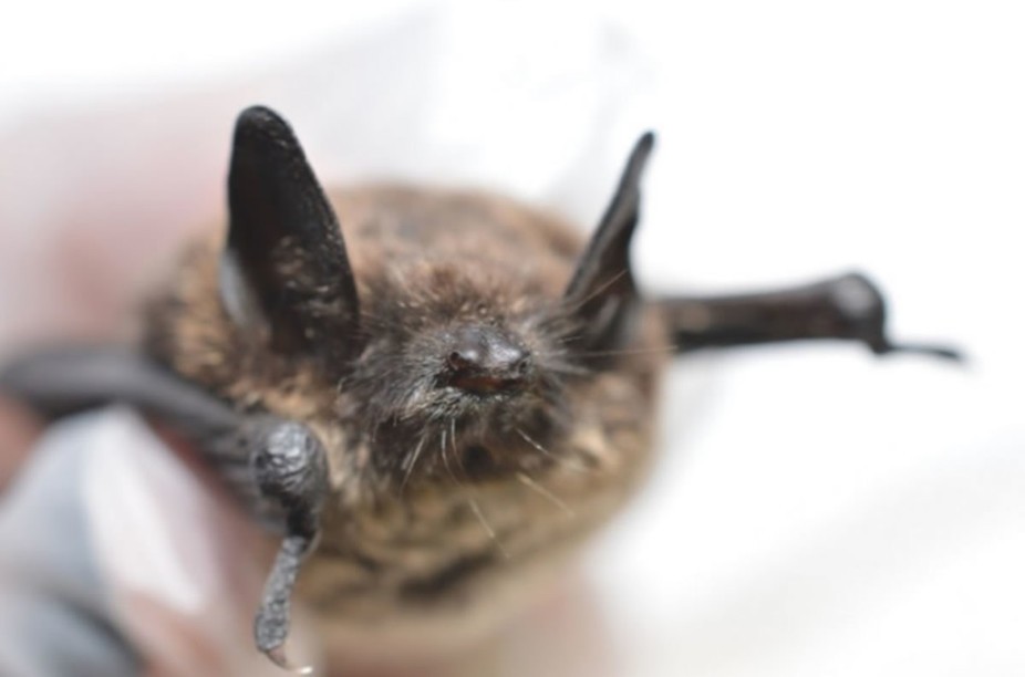 Biologists lose hard-fought ground in race to save bats as white-nose syndrome spreads west