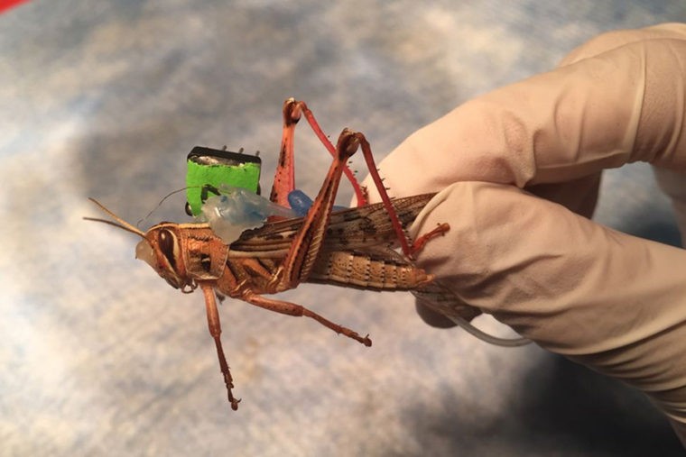 ‘Robo-Locusts’ May Lead to Better Bomb Detecting Mini-Robots
