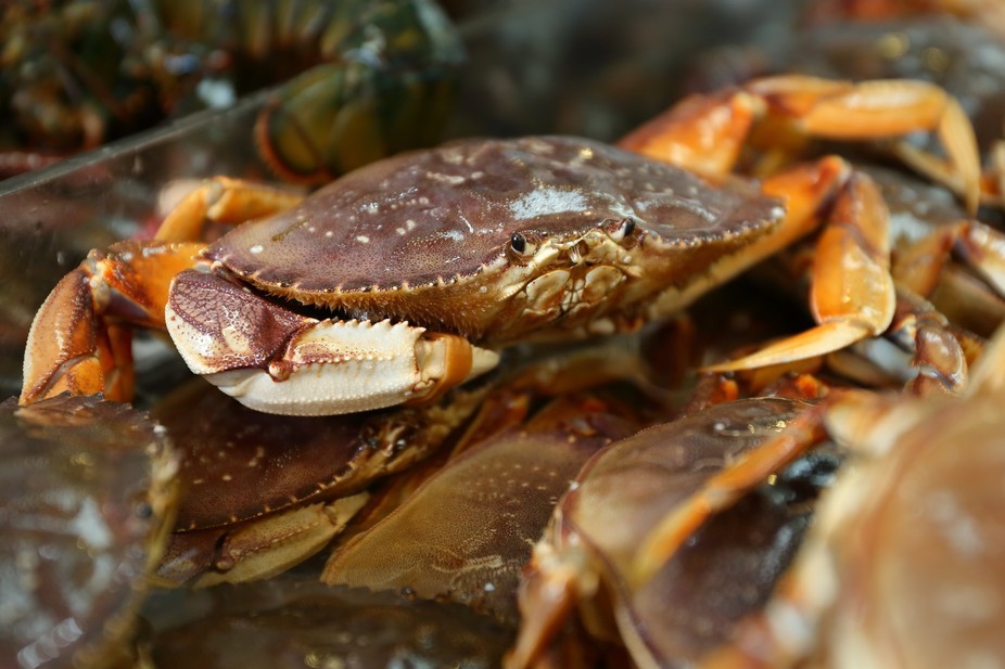 As climate change alters the oceans, what will happen to Dungeness crabs?