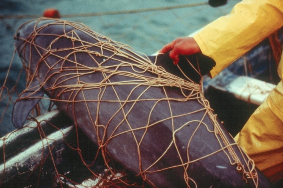 Why the current plan to save the endangered vaquita porpoise won’t work