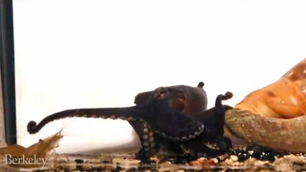 [Video] This Octopus has an Odd Way of Grabbing a Meal