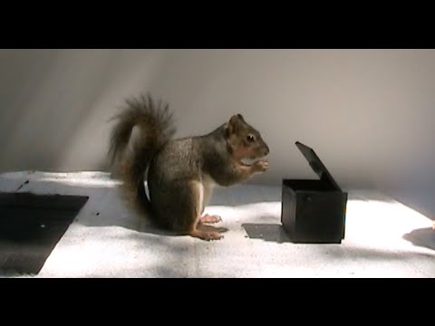 [Video] Watch this Angry Squirrel Go Nuts and Flick its Tail